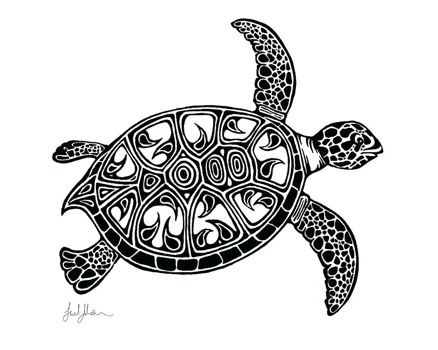900x720 Turtle Drawing Sea Turtle Turtle Drawing Cartoon Zupa