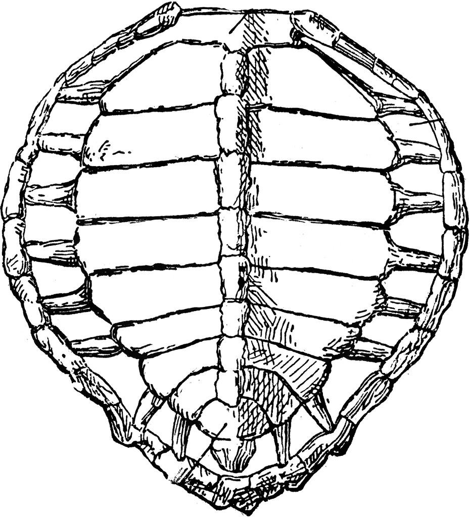 932x1024 Turtle Shell Clip Art