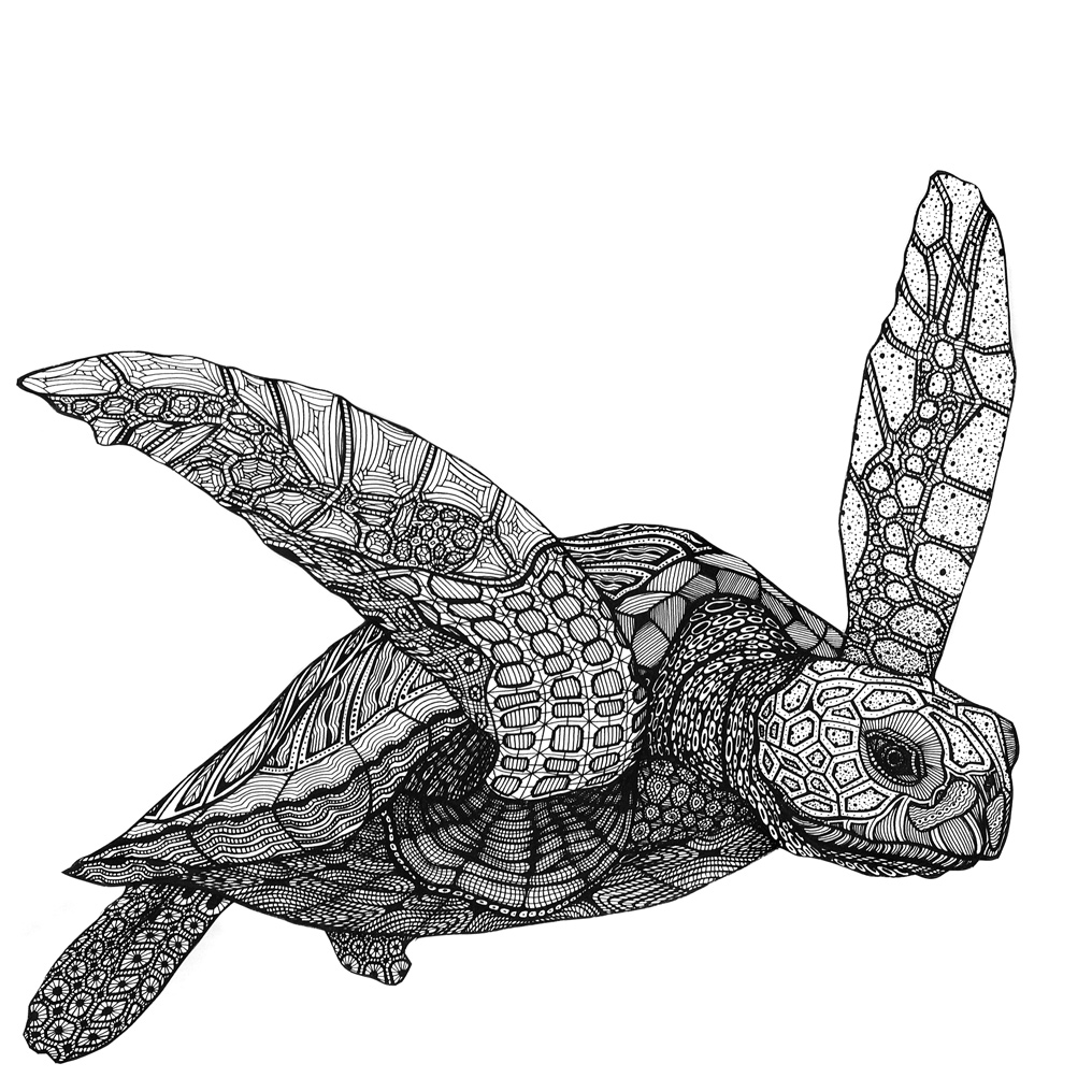 1016x1016 Turtle New