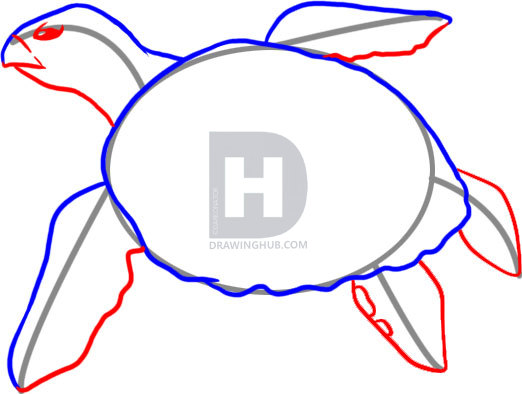 522x394 How To Draw A Sea Turtle, Step