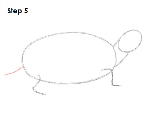 500x386 How To Draw A Turtle