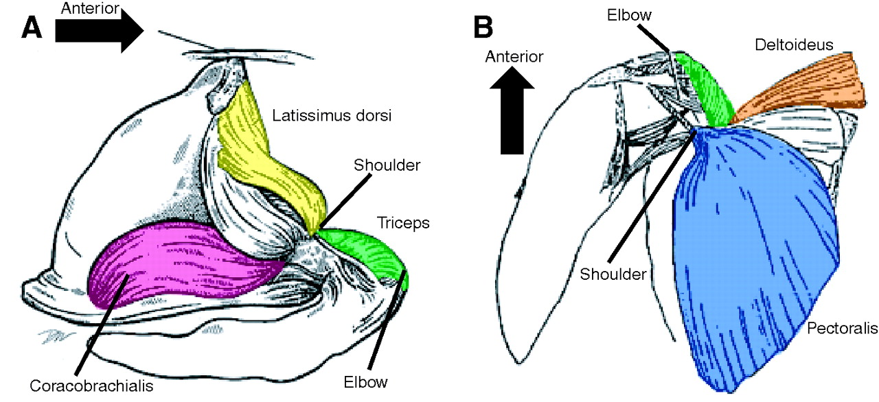 1280x586 Forelimb Kinematics And Motor Patterns Of Swimming Loggerhead Sea