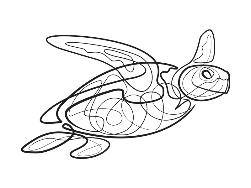 800x600 Huge Collection Of 'line Drawing Turtle' Download More Than