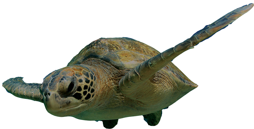 1037x526 Leatherback Turtle Transparent Png Clipart Free Download