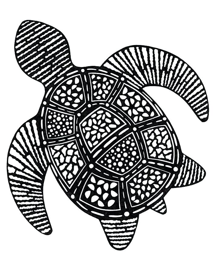 715x900 sea turtle drawing sea turtle drawing sea turtle drawing steps