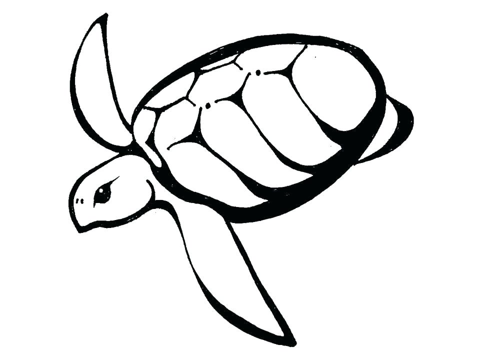 960x720 Turtle Drawings Designs