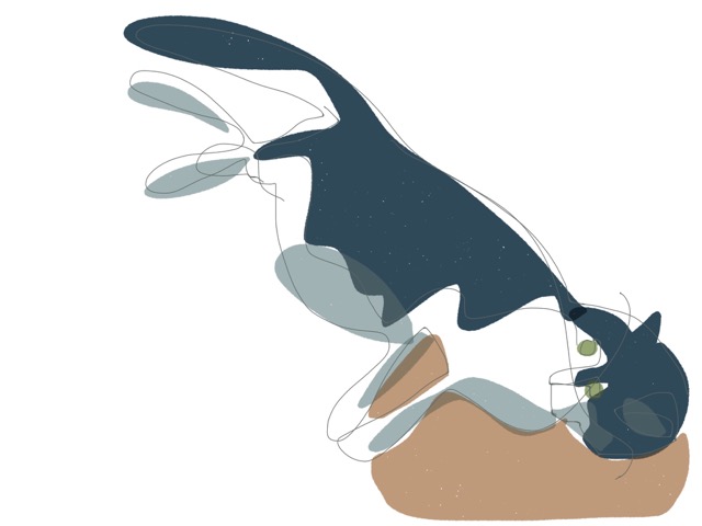 640x480 Elegant Whimsical Tuxedo Cat Drawing Samu Press