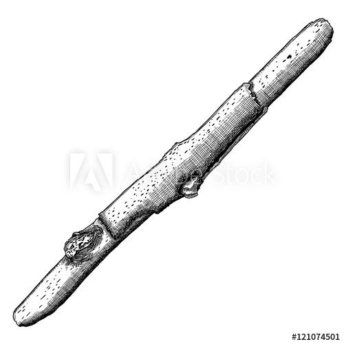 500x500 hand drawn twig branch ink illustration wood twig, isolated