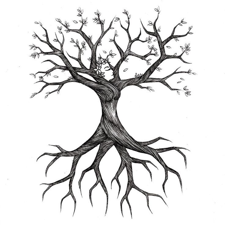 736x736 Tree Roots Sketch Treesa's Tree Genealogy Tree