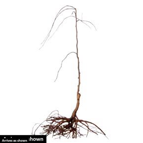 290x290 lavender twist weeping redbud tree