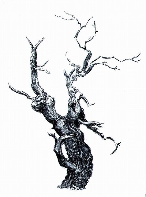 477x640 gnarled old tree twisted old tree drawing