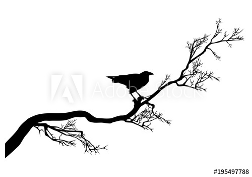 500x350 Long Twisted Tree Branch And Raven Bird Black Silhouette