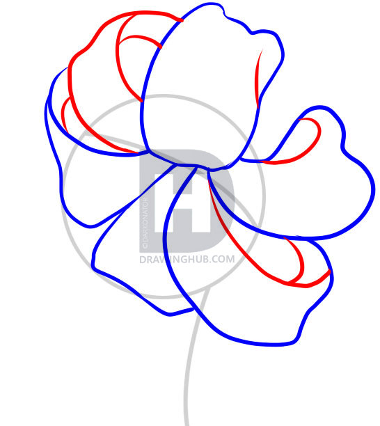 546x612 How To Draw A Tiger Lily, Step