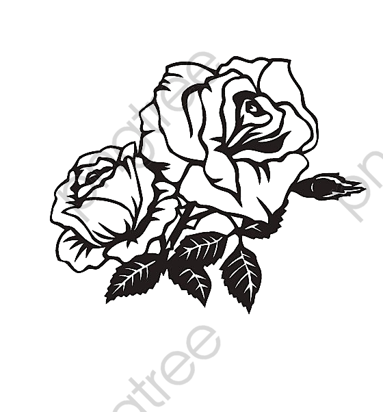 560x602 Transparent Two Black And White Roses Png Format Image With Size