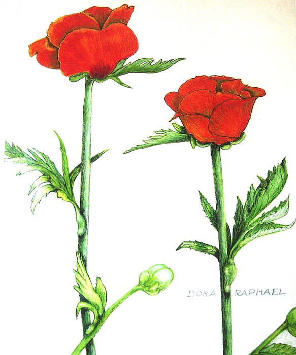 583x700 Two Roses Drawing