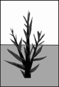 244x360 Sketches Of Trees Stage Two