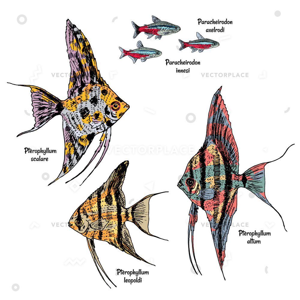 1000x1000 Colorful Drawing Aquarium Fishes Set Neon Vector Illustration