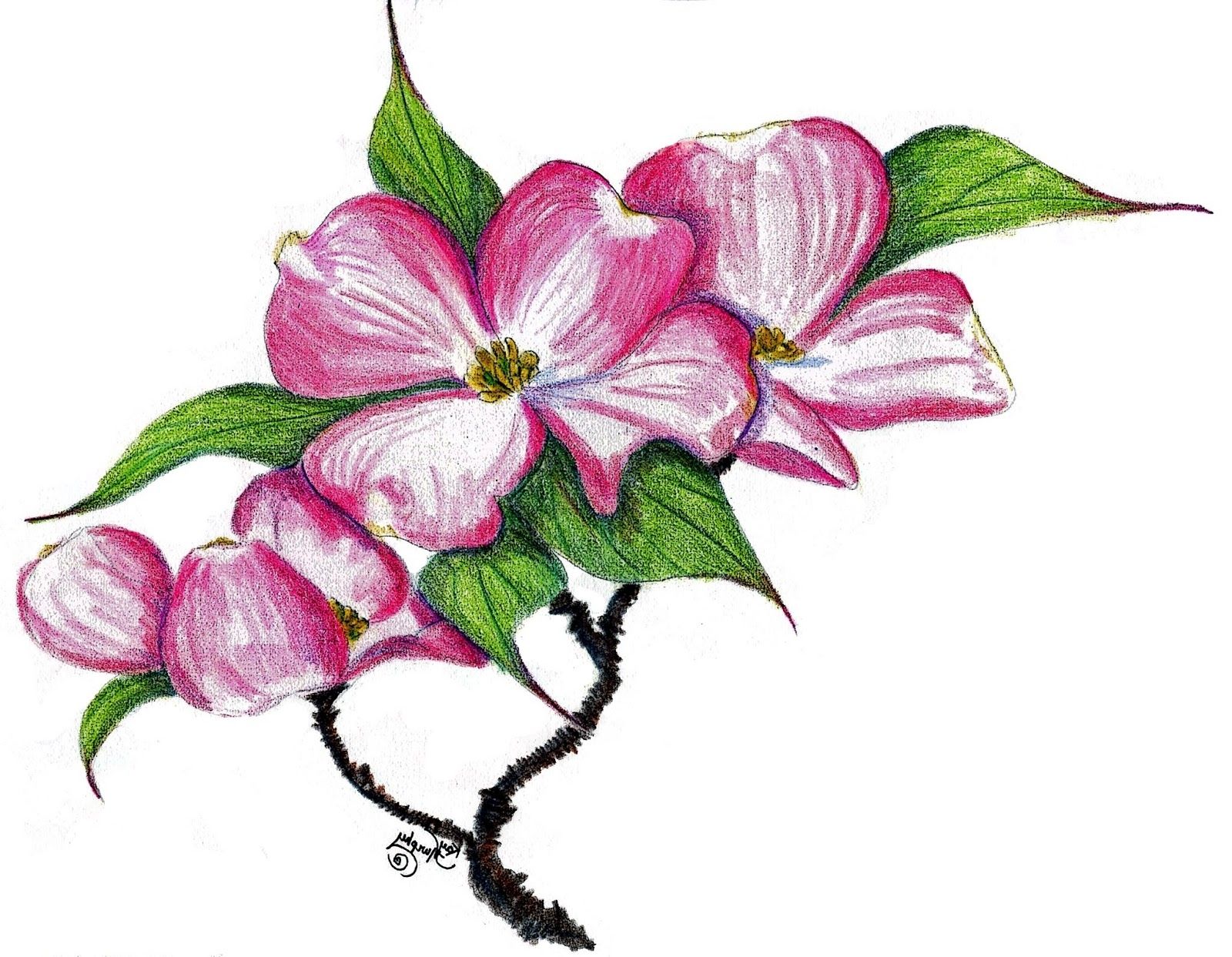 1600x1243 Dogwood Blossom Drawings