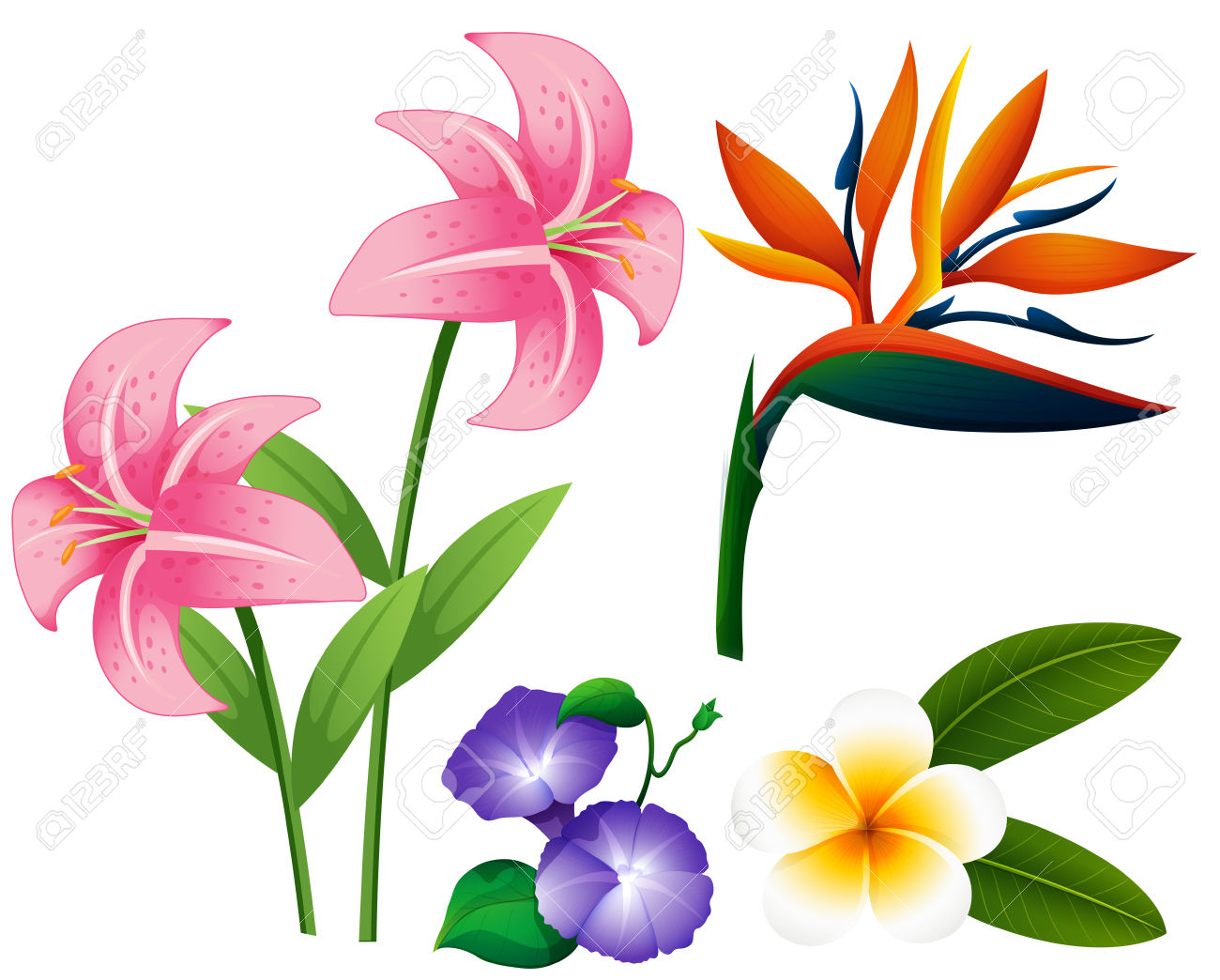 1300x1044 drawing of different types of flowers and drawing of different