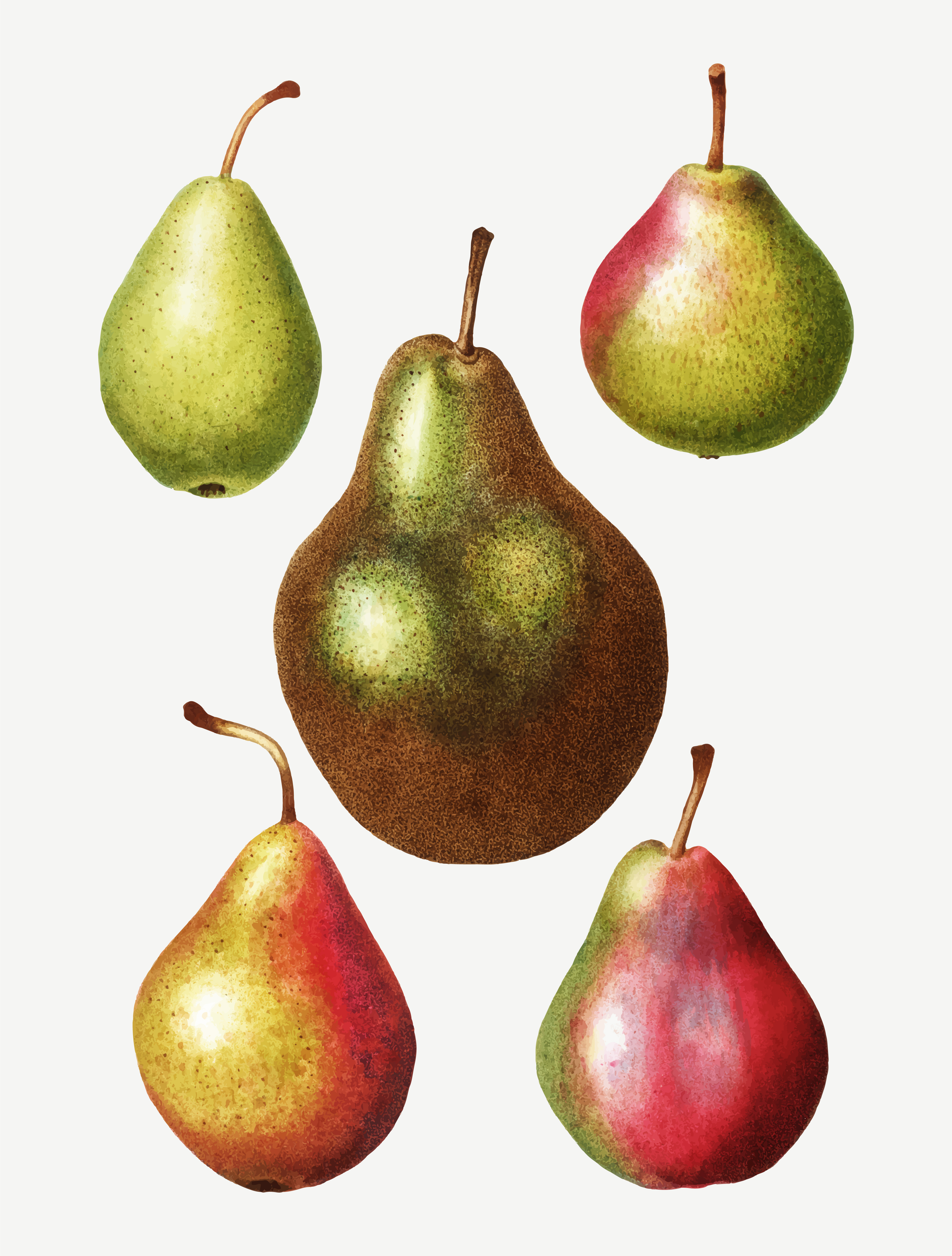 3543x4675 Pear Types Vintage Drawing