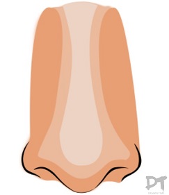 243x281 How To Draw A Nose Front Drawintime