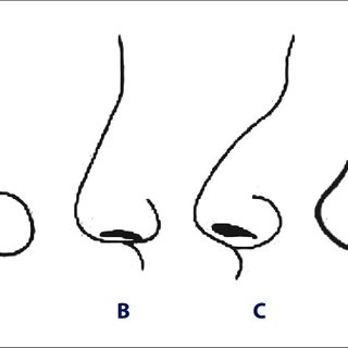 Types Of Noses Drawing | Free download on ClipArtMag