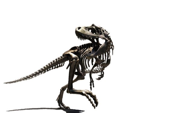 600x375 T Rex Skeleton Clipart