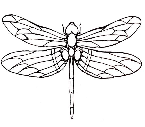 580x508 Dragonfly Line Drawings Uk
