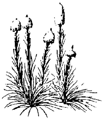 209x242 How To Draw Realistic Forest Plants