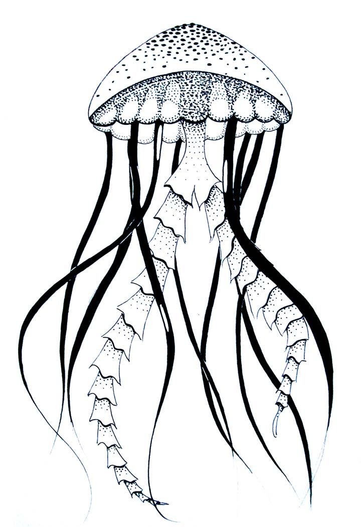 720x1051 Line Drawing Jellyfish