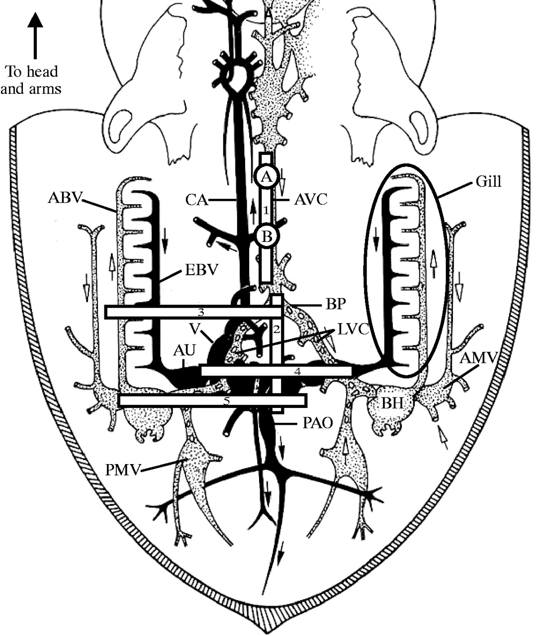 1088x1280 using ultrasound to understand vascular and mantle contributions