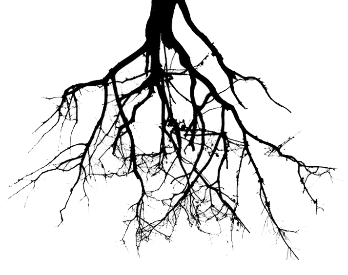 713x564 Collection Of Free Roots Drawing Underground Download On Ui Ex