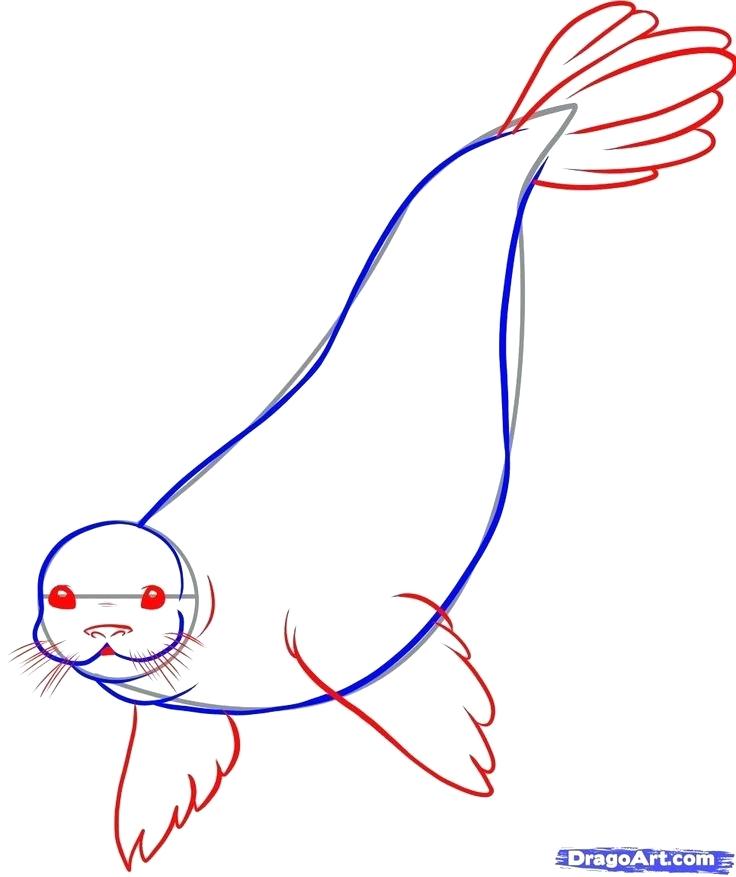 736x877 Drawing A Seal How To Draw A Seal For Kids Simple Drawing Of Sea