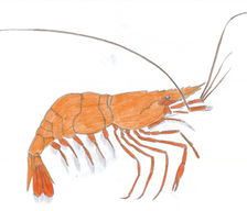 224x192 Drawing Sea Creatures