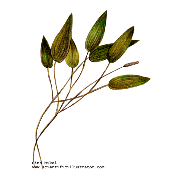 600x600 Pondweed Colored Pencil And Watercolor Drawing