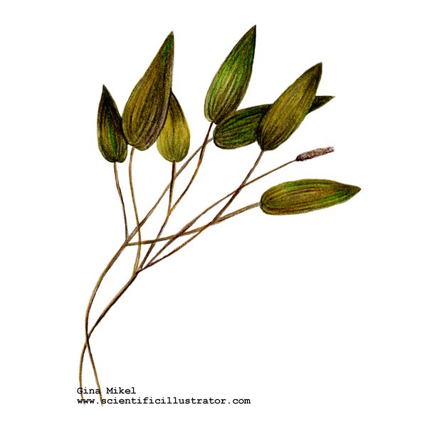 600x600 Flora In Underwater Plants, Plant