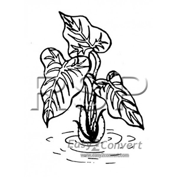 600x600 Plant Drawing Free Download