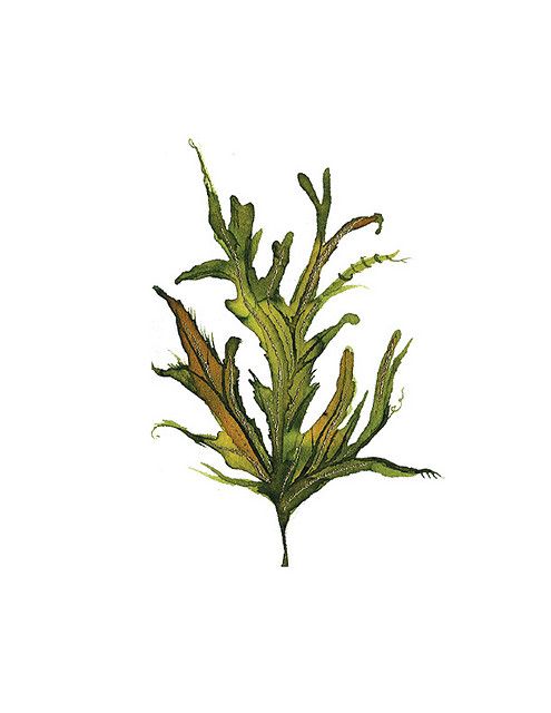 495x640 Seaweed