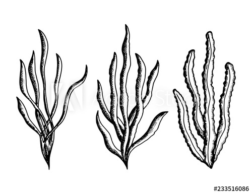 500x385 Algae Edible Sketches Vector Marine Underwater Plants Weeds