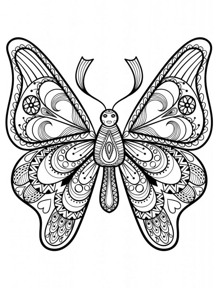 728x961 Butterfly Drawing Step