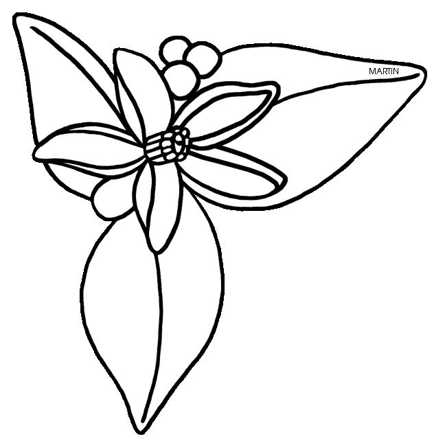 648x642 Rotate Resize Tool Florida Drawing State