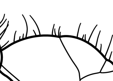 480x343 illustrations eli m sarnat