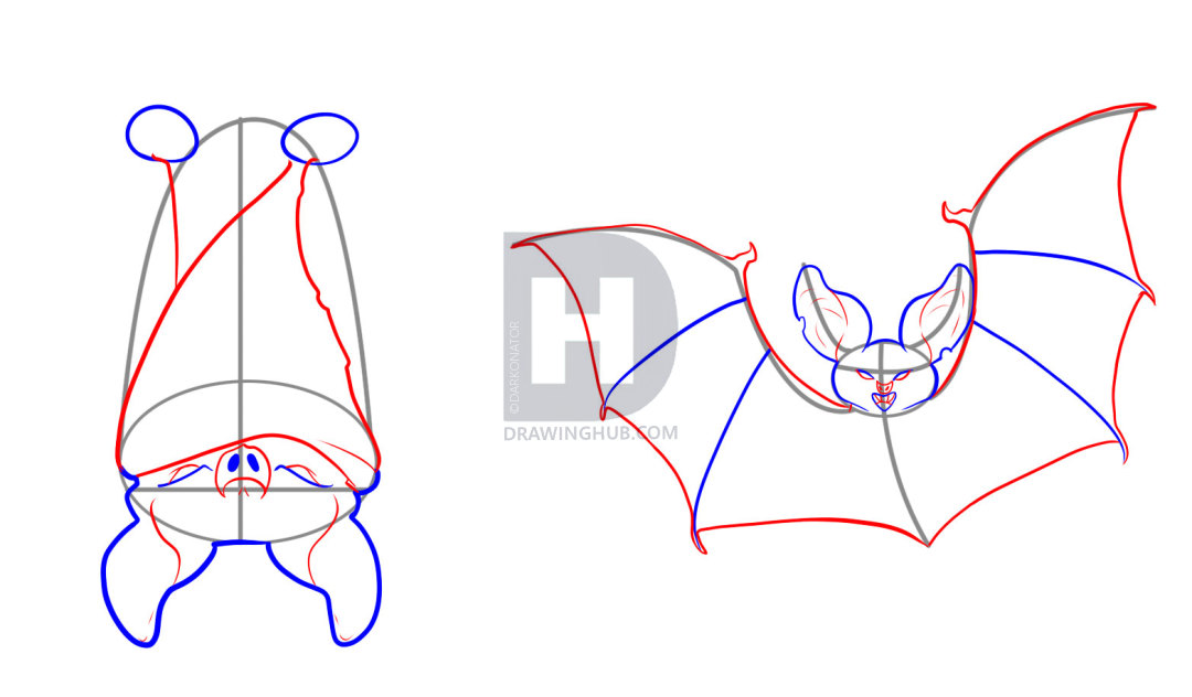 1080x632 How To Draw Bats, Step