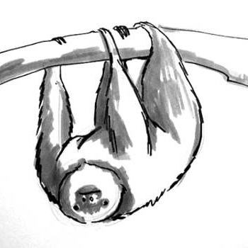 350x350 How To Draw A Sloth