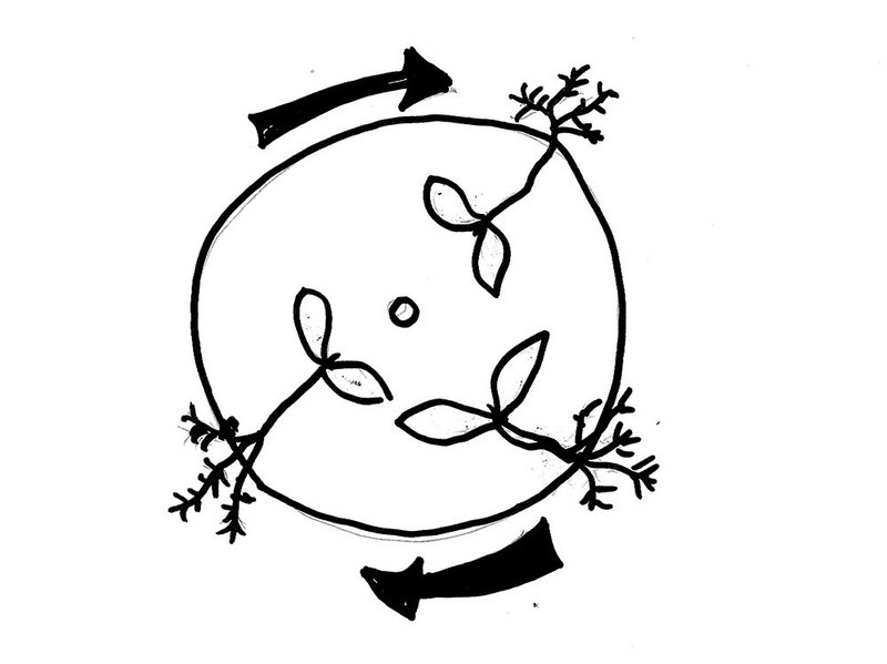 800x599 How Do Plants Know Which Way Is Up And Which Way Is Down