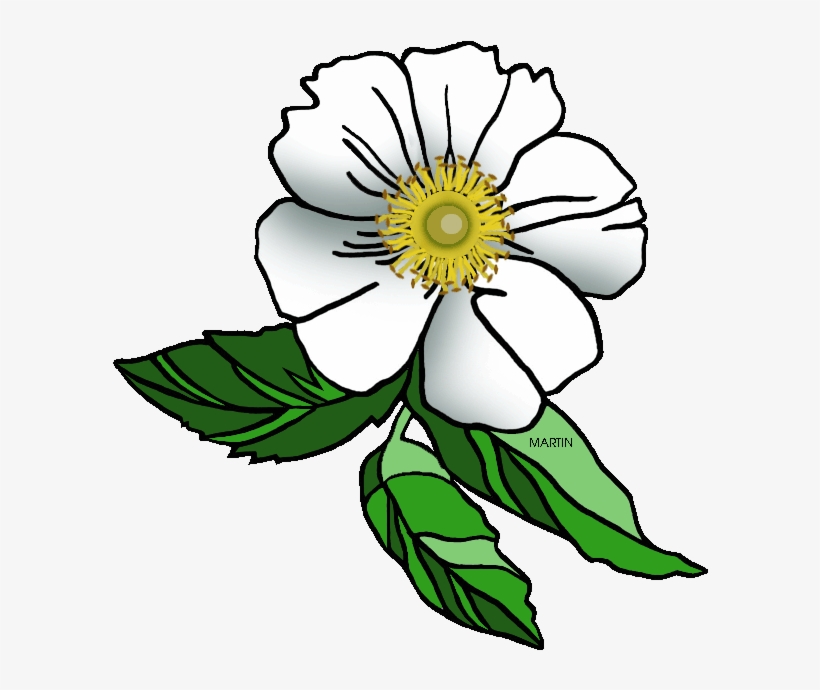 820x690 Alluring Georgia State Flower United States Clip Art