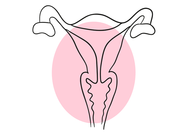 Uterus Drawing | Free download on ClipArtMag