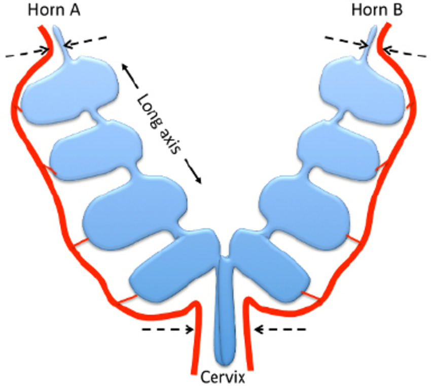 850x766 mouse uterus