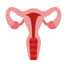 225x225 uterus
