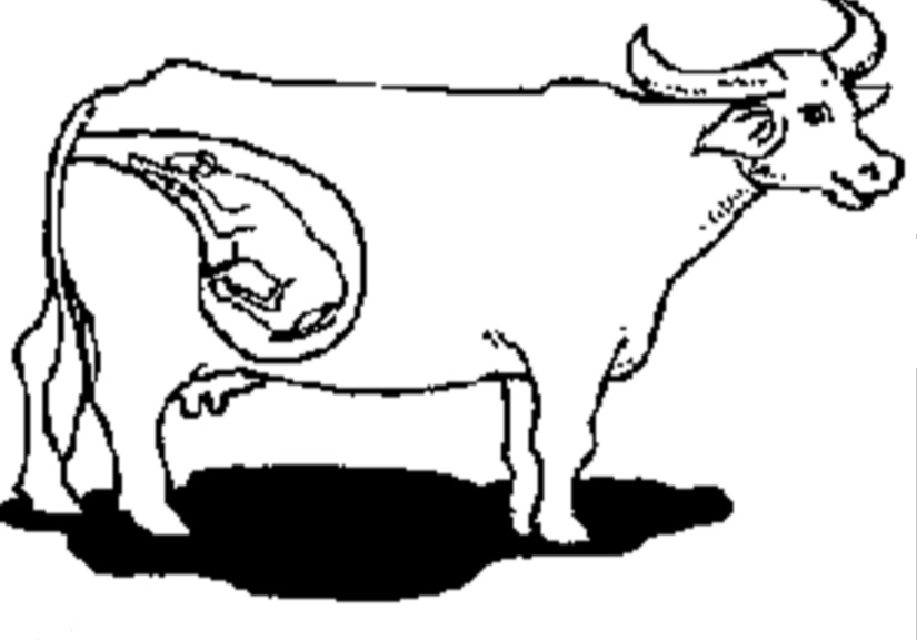 825x576 uterus drawing cow for free download